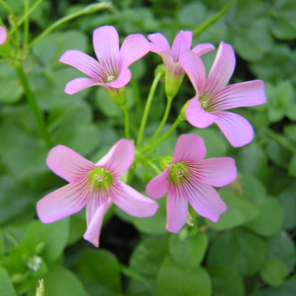 Corymbosaoxalis plant