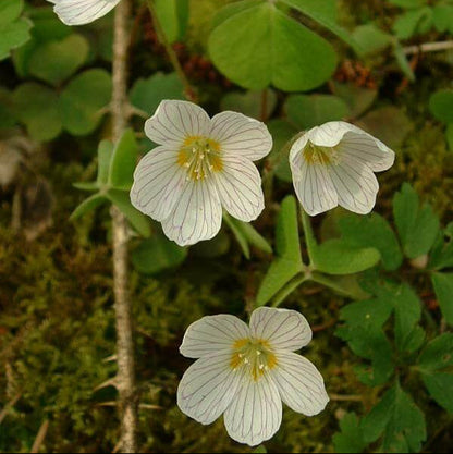 Acetosella oxalis plant