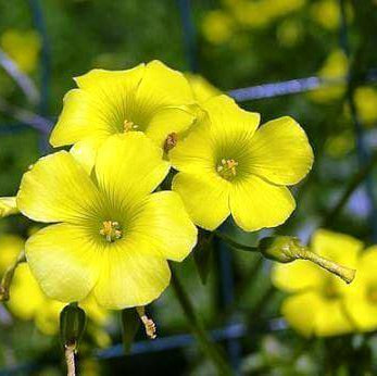 African oxalis plant