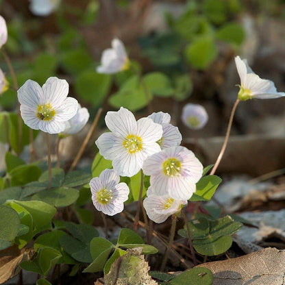 Acetosella oxalis plant