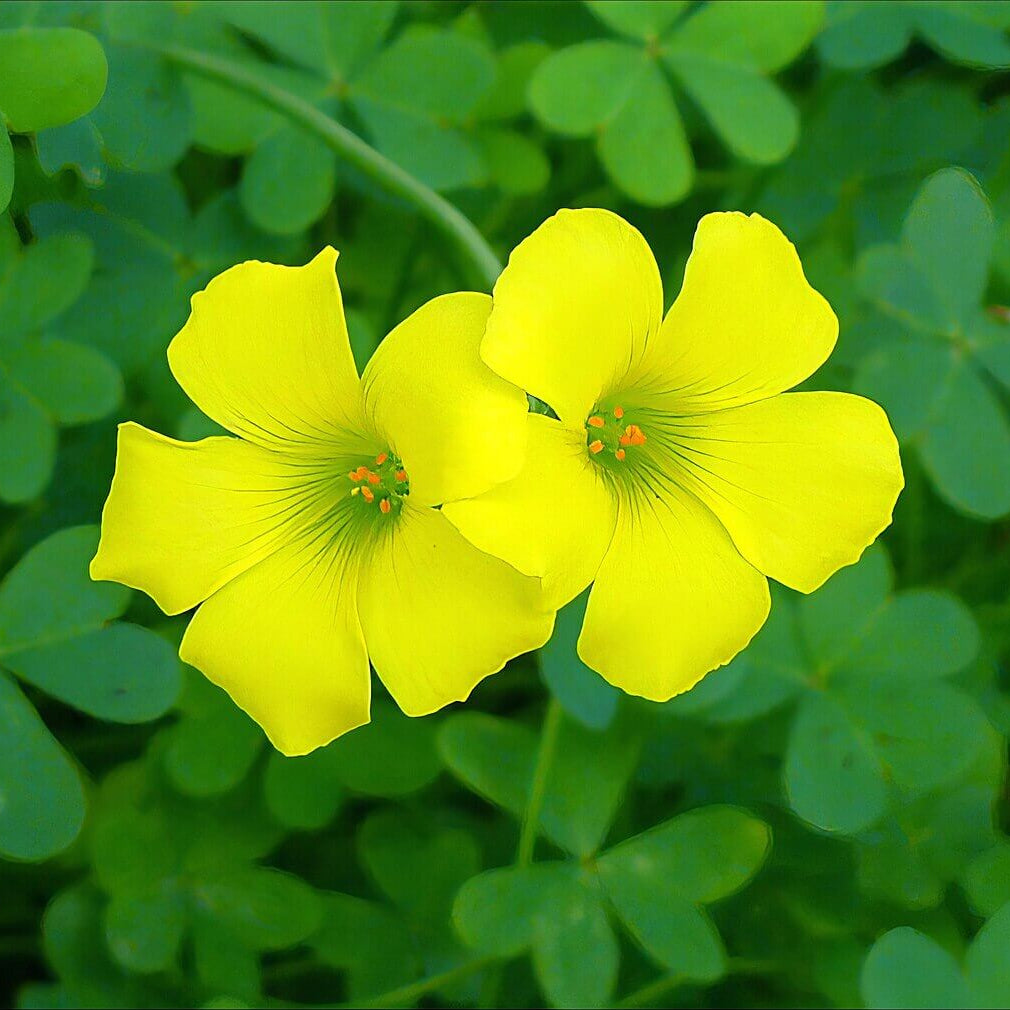 African oxalis plant