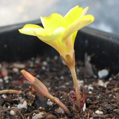 African oxalis plant