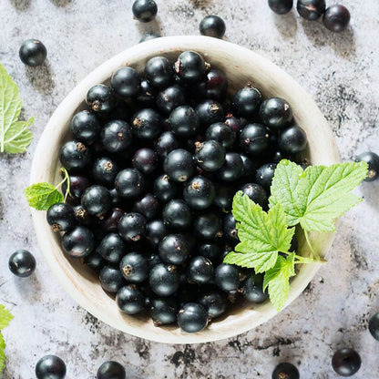 black cat petunia seeds