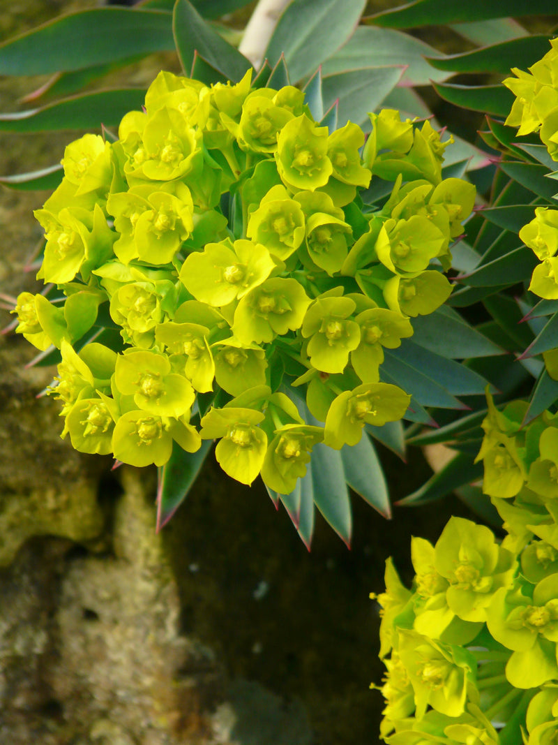 Green Euphorbia Flower Seeds for Planting – Heirloom Non-GMO Garden Seeds