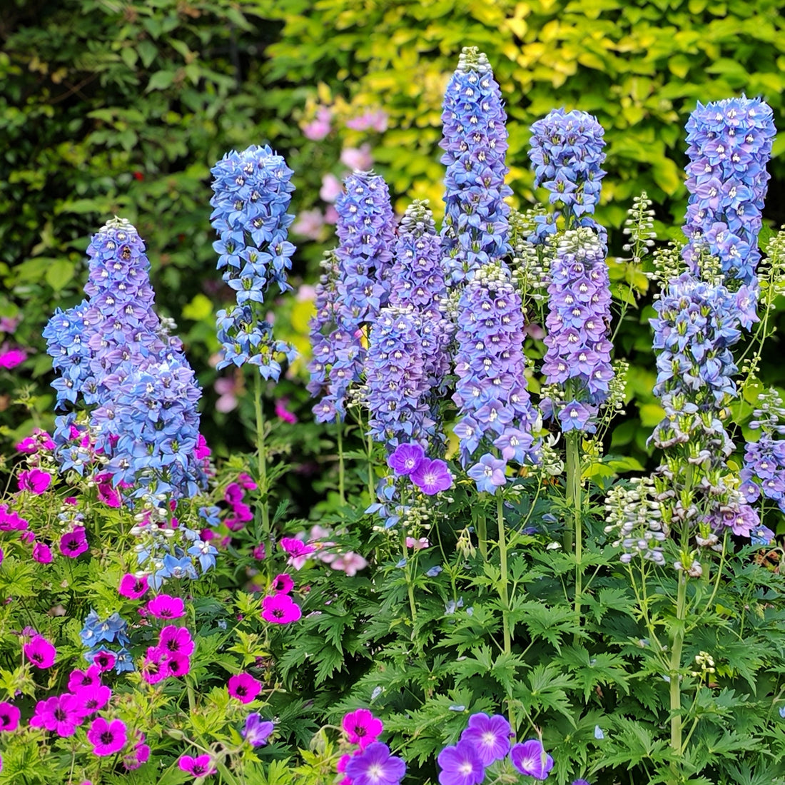 Purple Crown flower seeds