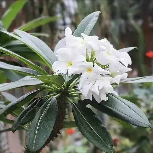 White Pachypodium flower seeds
