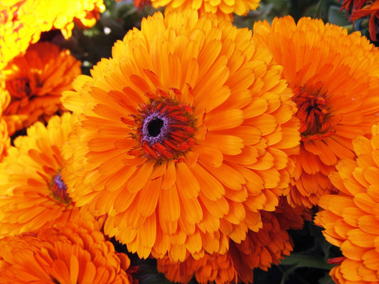 Pacific Beauty flower seeds