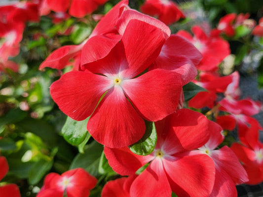 Cooling Red flower seeds