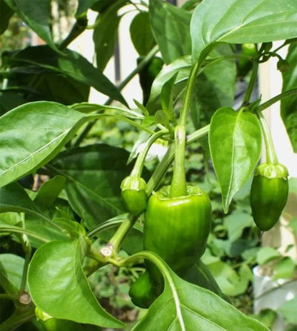 Padron Pepper Seeds