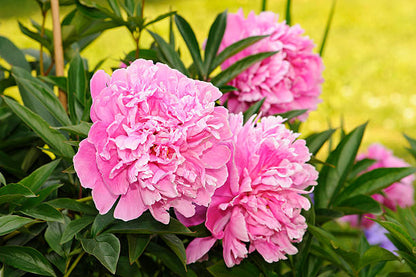 Paeonia flower seeds for planting and beautiful peony blooms in a garden