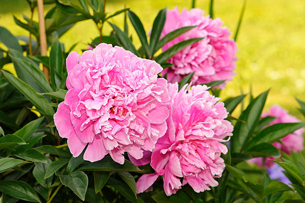Paeonia flower seeds for planting and beautiful peony blooms in a garden