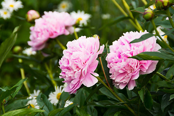 Paeonia flower seeds for planting and beautiful peony blooms in a garden
