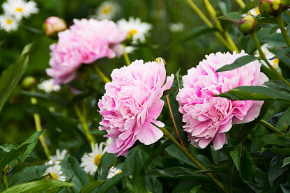 Paeonia flower seeds for planting and beautiful peony blooms in a garden