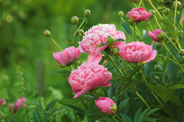 Paeonia flower seeds for planting and beautiful peony blooms in a garden