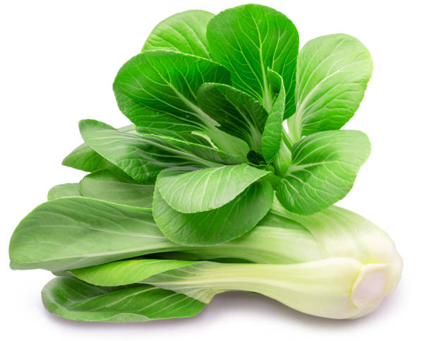 Pak Choi vegetable plants with green leaves and crisp pale stalks growing in a garden