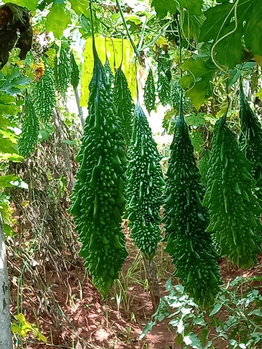 Pale Green Bitter Gourd Seeds