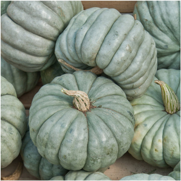 Jarrahdale Pumpkin Seeds