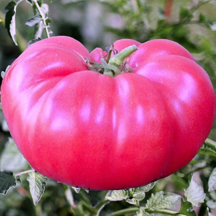 Pink Giant Tomato Seeds