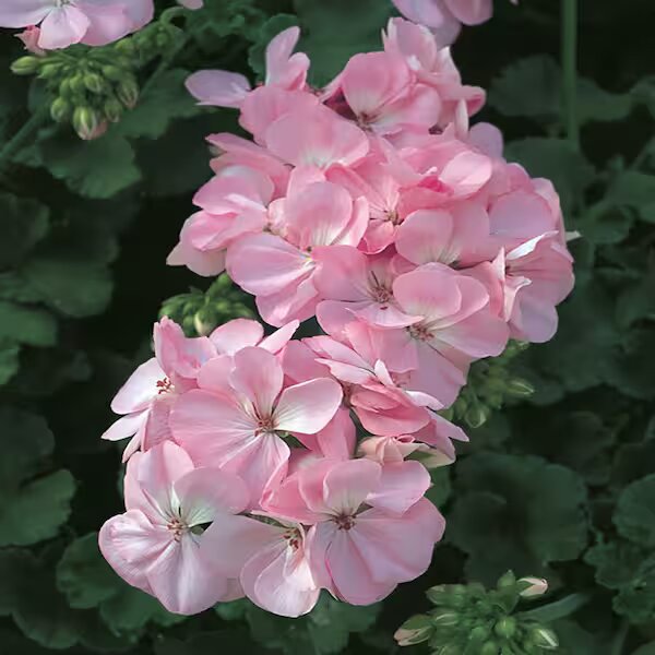 Pale Pink Geranium Flower Seeds for Planting and Garden Growing