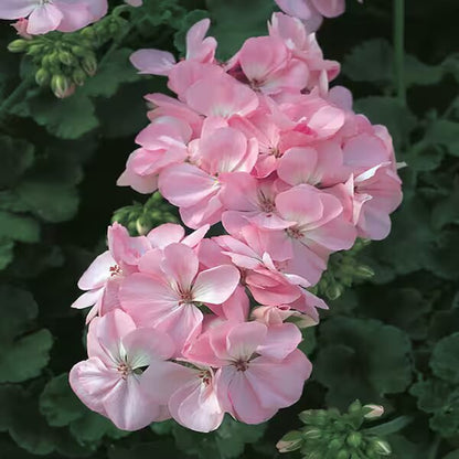 Pale Pink Geranium Flower Seeds for Planting and Garden Growing