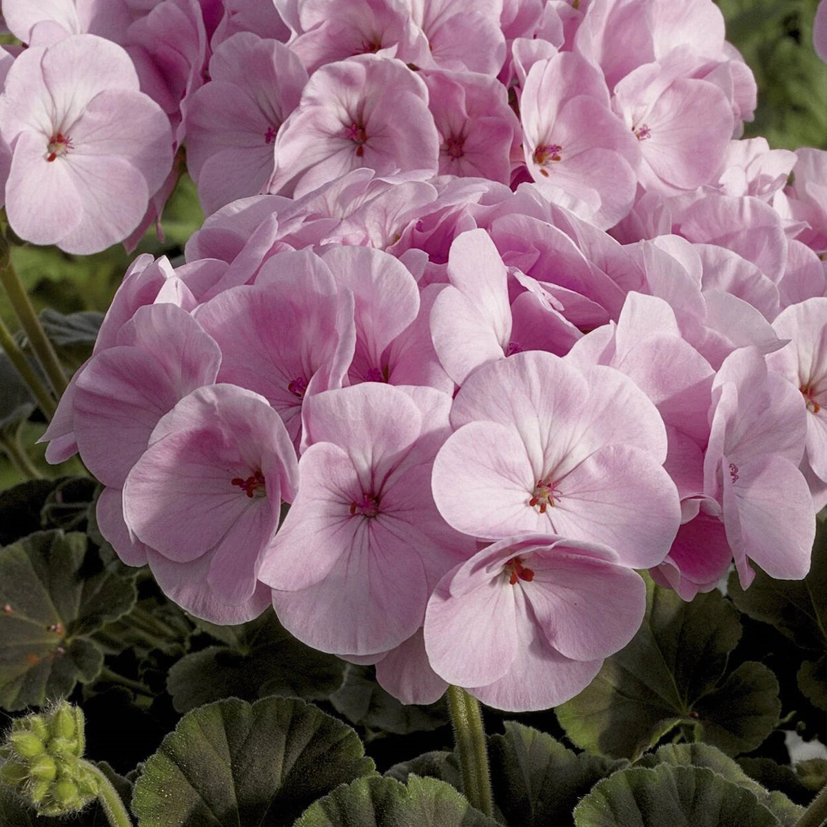 Pale Pink Geranium Flower Seeds for Planting and Garden Growing