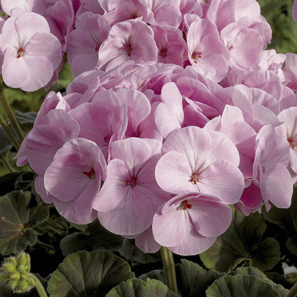 Pale Pink Geranium Flower Seeds for Planting and Garden Growing