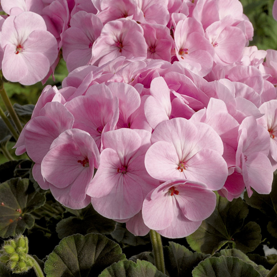 Pale Pink flower seeds