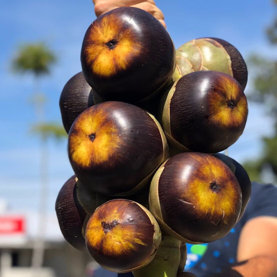 Ice Apple Seeds – Borassus flabellifer Palmyra Palm seeds for planting