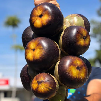 Ice Apple Seeds – Borassus flabellifer Palmyra Palm seeds for planting
