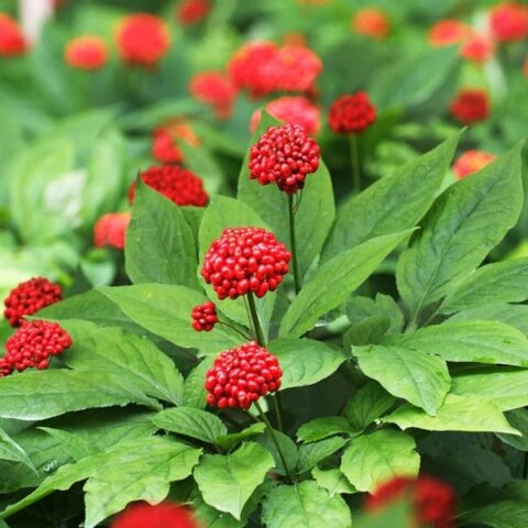 Panax Ginseng Herb Seeds for Planting with mature ginseng foliage