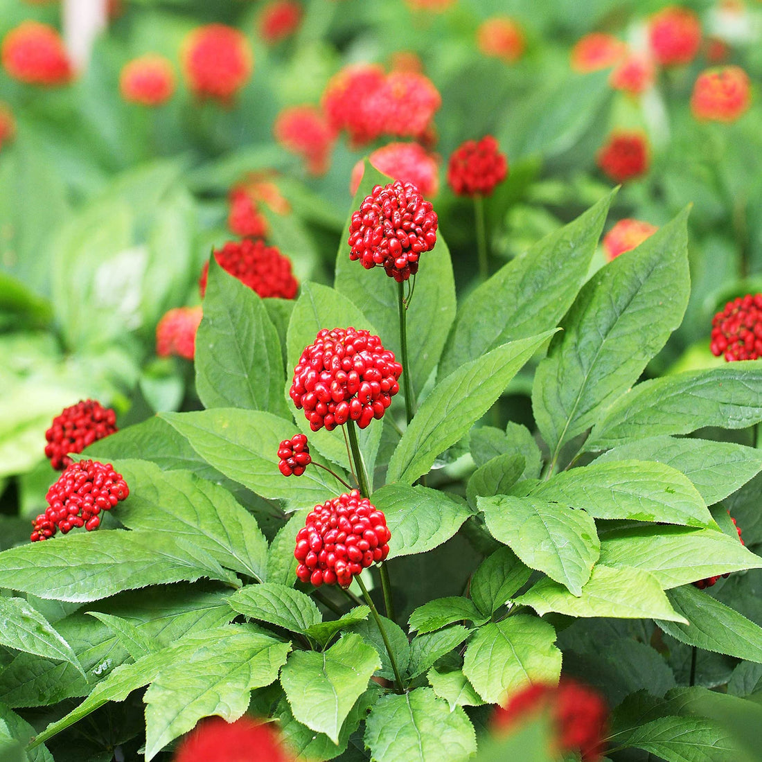 American Ginseng Herb Seeds for Planting – Heirloom Non-GMO Garden Seeds