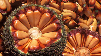 Hala fruit growing on a tropical Pandanus tectorius tree, featuring segmented green fruit clusters, long spiraling leaves, and lush tropical foliage.