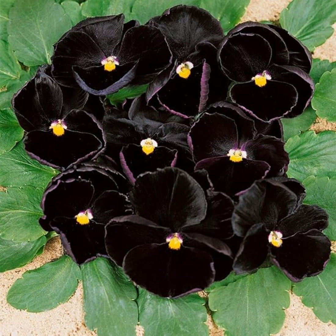Black Pansy flower seeds