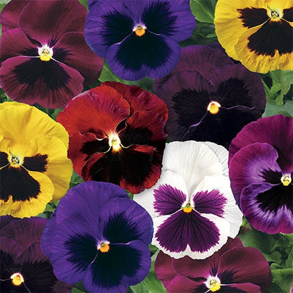 Color Pansy flower seeds