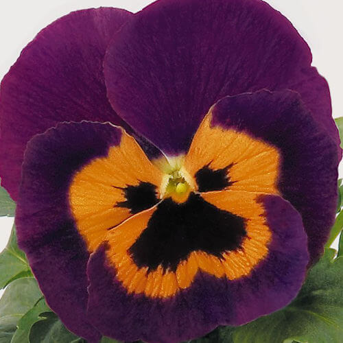 Orange Violet Pansy plant