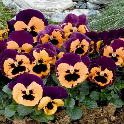 Orange Violet Pansy plant