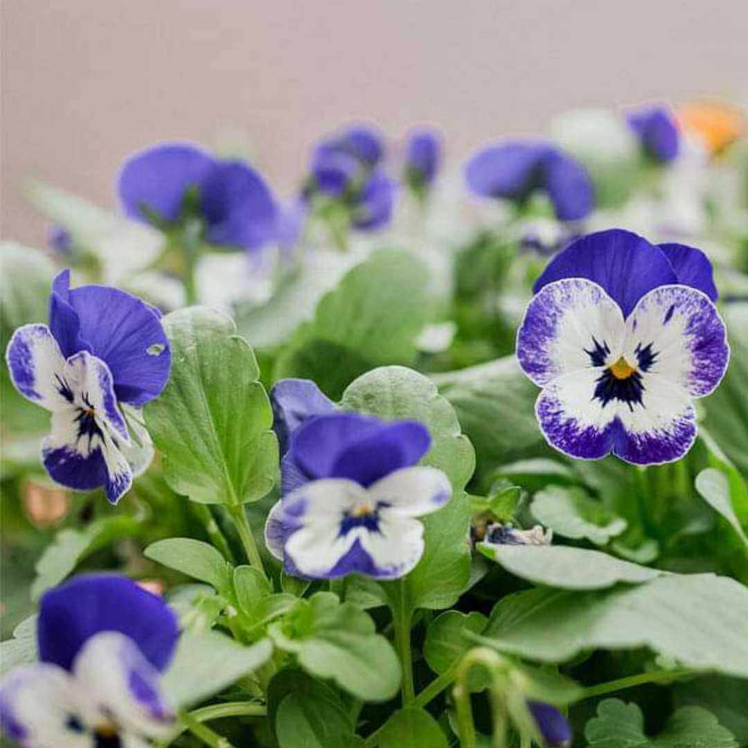 & White Pansy plant