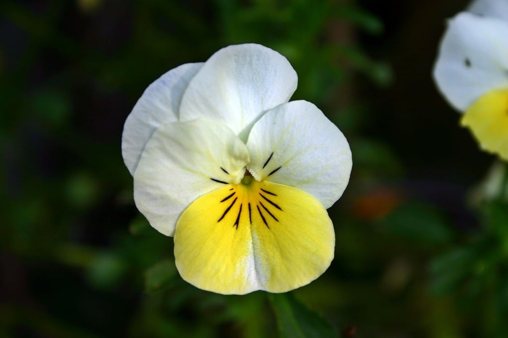 Yellow White flower seeds