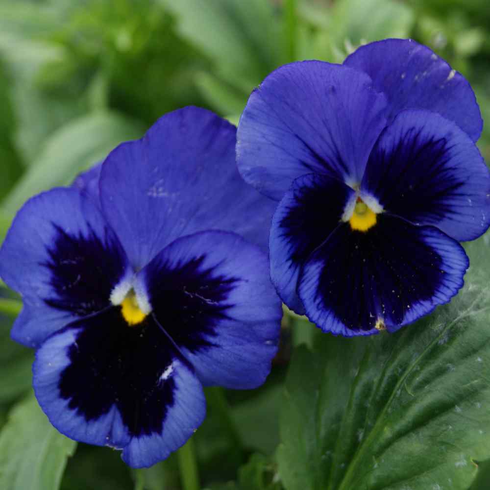 Premier flower seeds