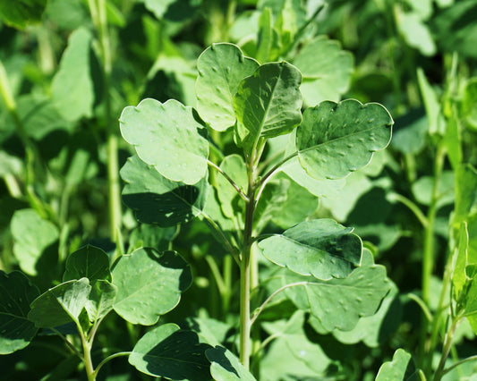 Papalo Herb Seeds for Planting – Heirloom Non-GMO Garden Seeds