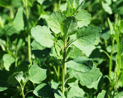 Papalo Herb Seeds for Planting – Heirloom Non-GMO Garden Seeds