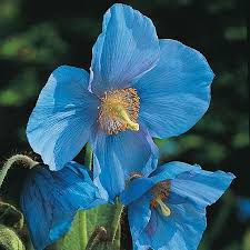 Papaver Somniferum Poppy Flowers in Ornamental Display