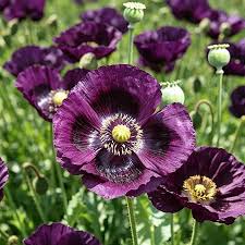 Papaver Somniferum Poppy Flowers in Ornamental Display