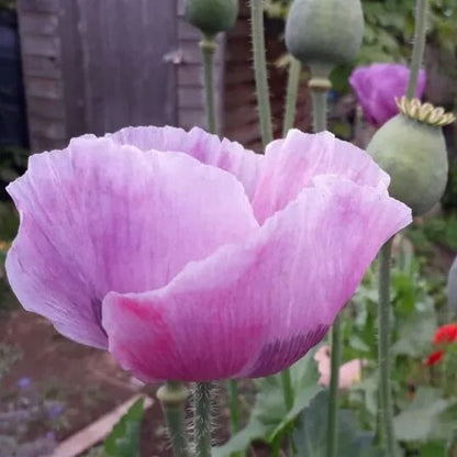 Papaver somniferum Poppy plant