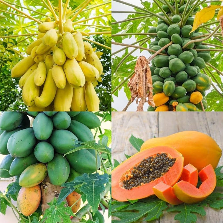 yellow green papaya seeds