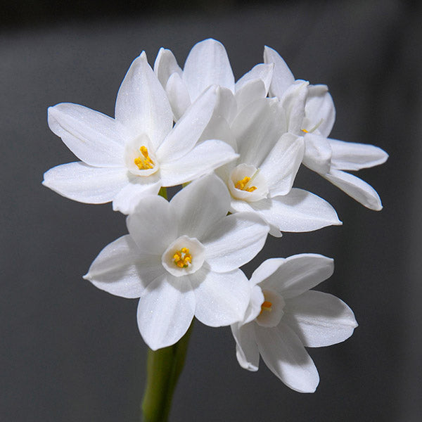 White Narcissus flower seeds
