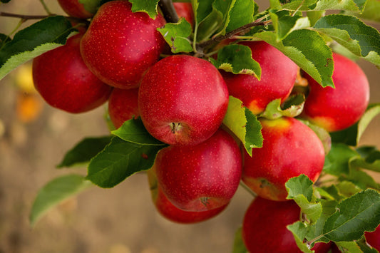 paradise apple seeds