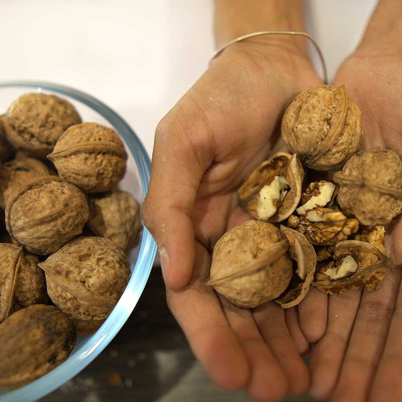 Paradox Walnut Tree Seeds for Planting – Non-GMO Garden Seeds