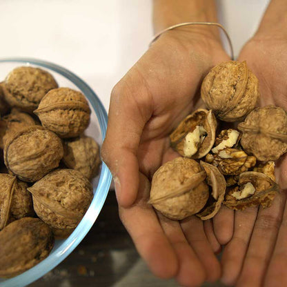Paradox Walnut Tree Seeds for Planting – Non-GMO Garden Seeds