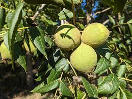 Paradox Walnut Tree Seeds for Planting – Non-GMO Garden Seeds